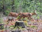 Nijreesbos